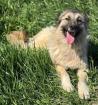Zarah - Edle Prinzessin Zarah