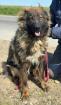 Donata - Schäfi-Mix-Hundedame Donata sucht Anschluss