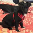 Ella - Fröhliches kleines Hundekind Ella sucht Zuhause