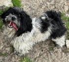 Cookie - Dankbare Bichon-Malteser-Mix-Dame Cookie sucht Sicherheit