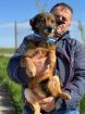 Svea - Liebenswerte Hundedame Svea sucht geduldiges Zuhause